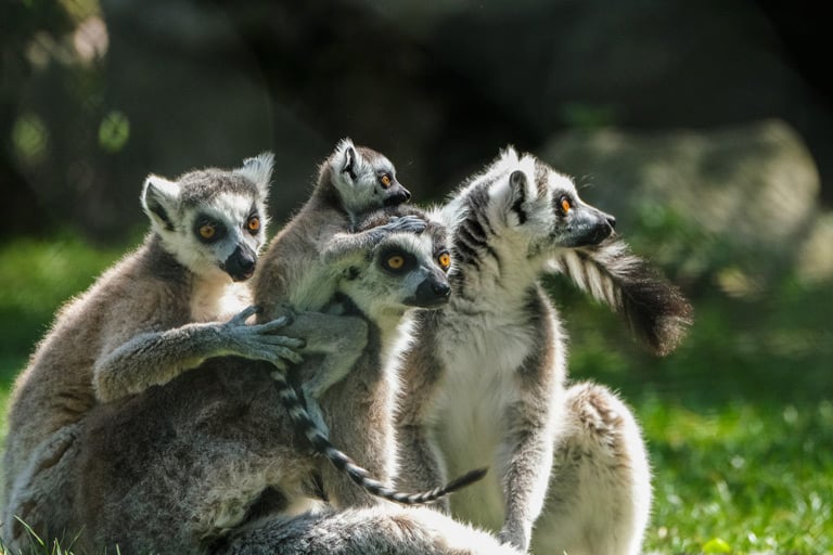 Lemur katta - tryb życia