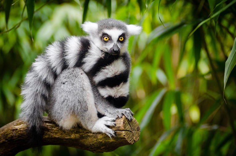 Lemur katta – czy lemur to małpa, czy lemur to kot?