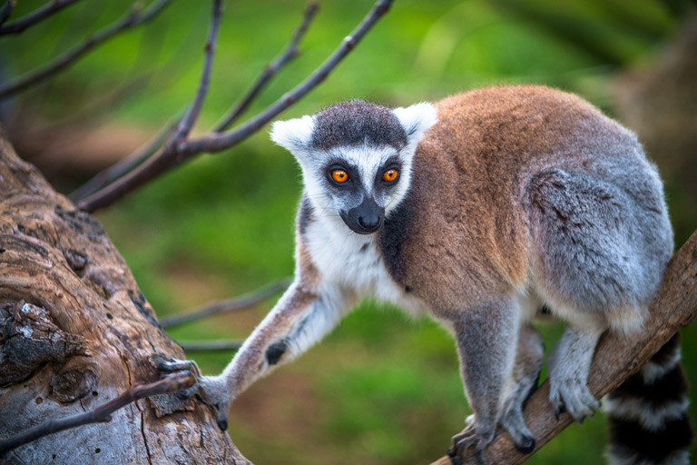 Lemur z Madagaskaru