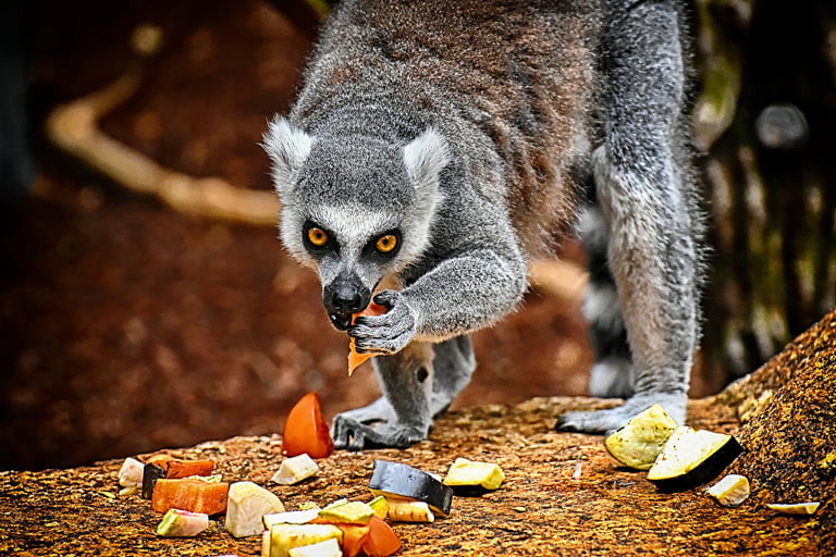 Co jedzą lemury?