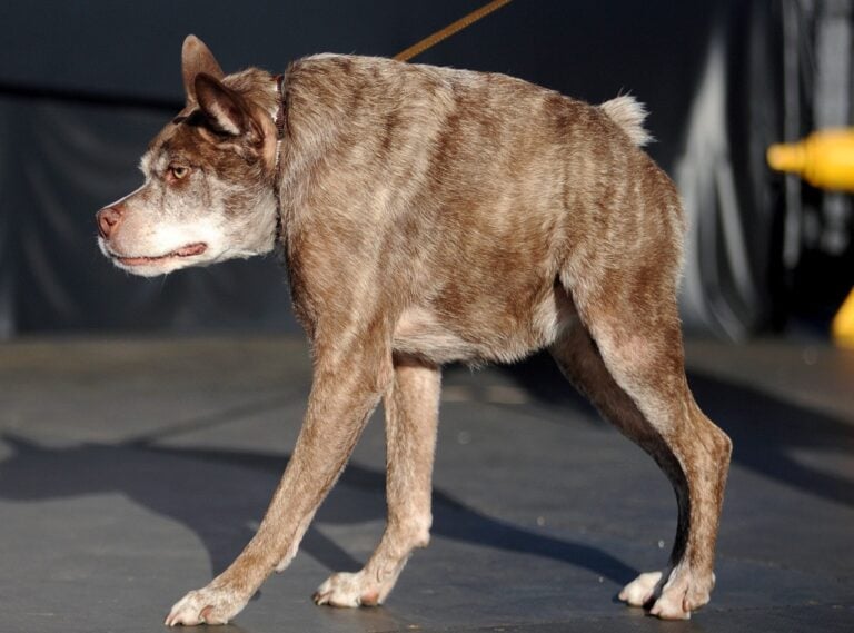 Najbrzydszy pies świata 2015 roku