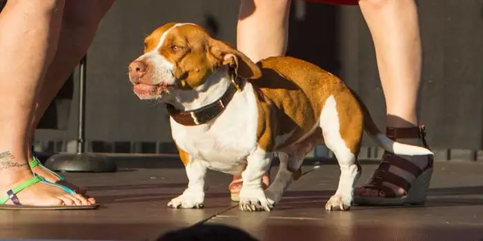 Najbrzydszy pies świata 2013 roku