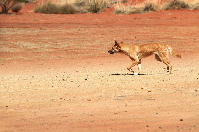 Dzikie psy dingo porozumiewają się między sobą za pomocą wycia i skomlenia.