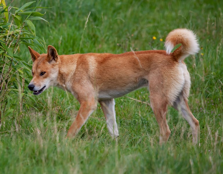 Pies dingo - australijski psowaty, który za przodków ma dzikie psy