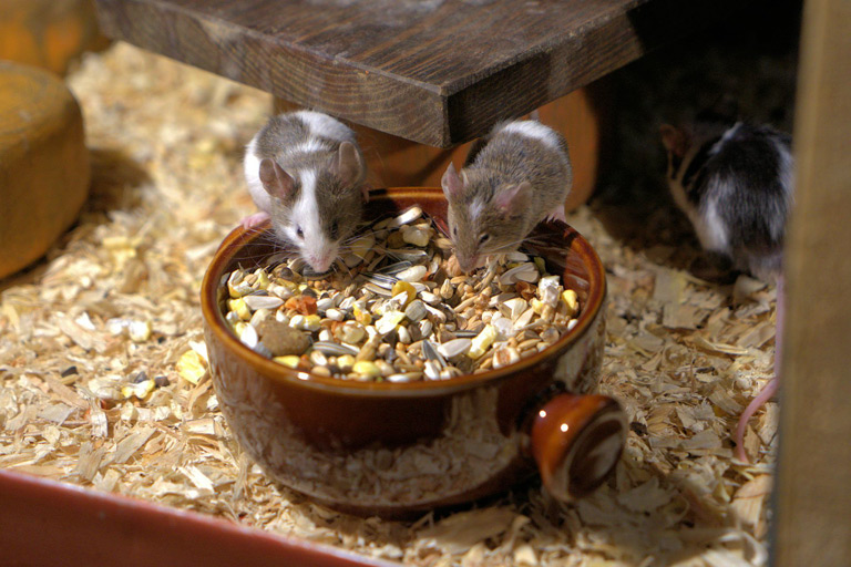 Co jedzą myszy - zioła