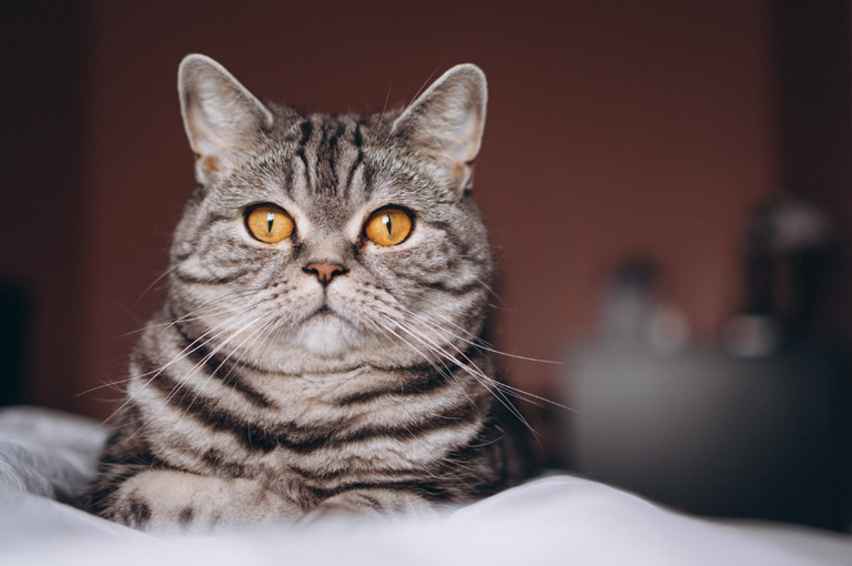Probiotyk dla kota – dlaczego warto go stosować | Zoonews.pl