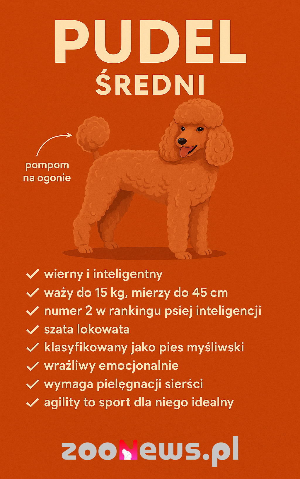 Pudel średni infografika