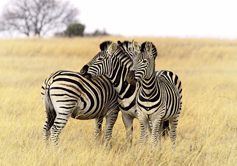 Zebra – ssak w czarno-białe paski – opis gatunku