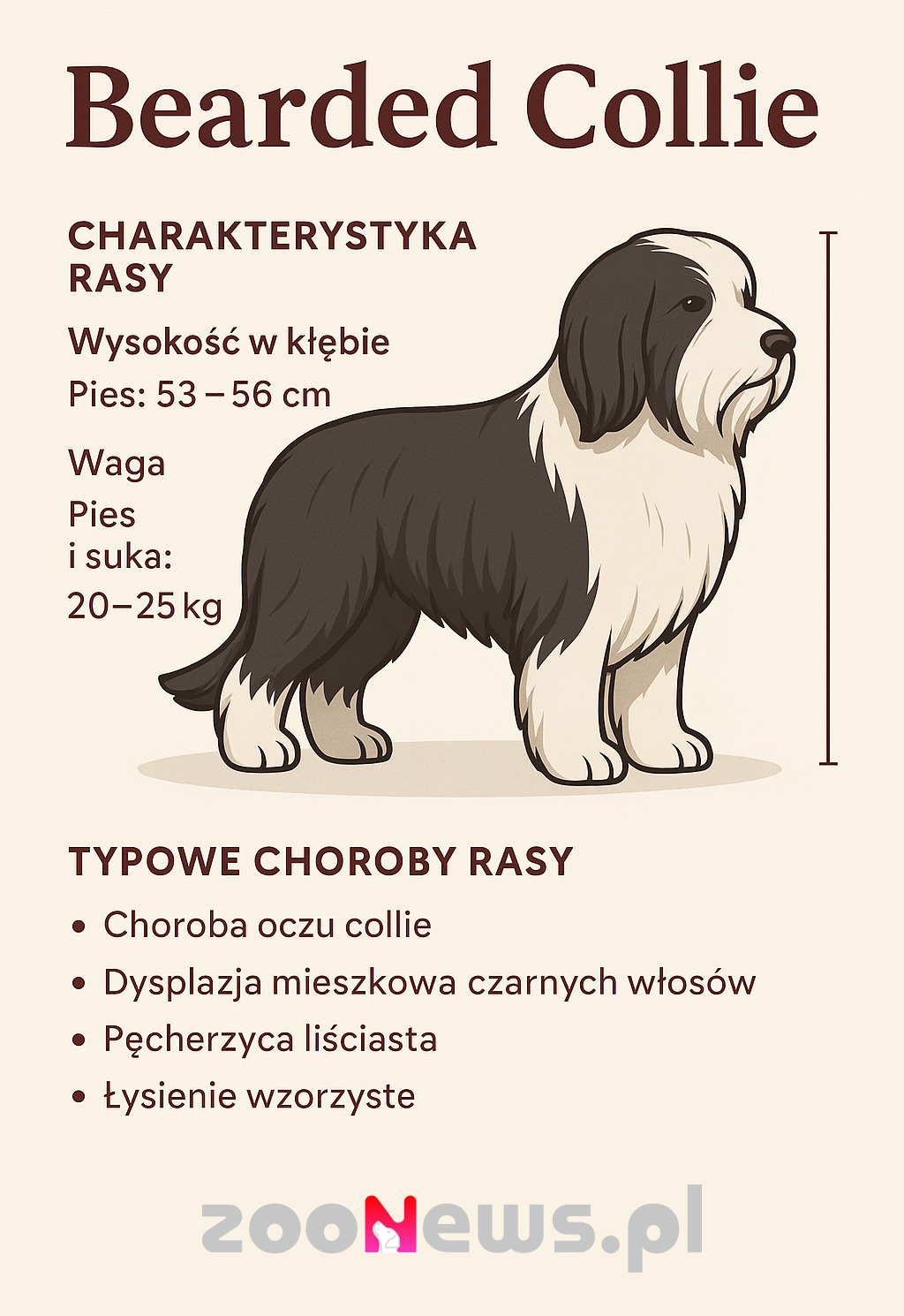 Bearded collie infografika