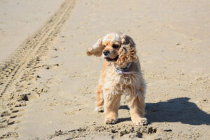 Cocker spaniel amerykański – pochodzenie i historia