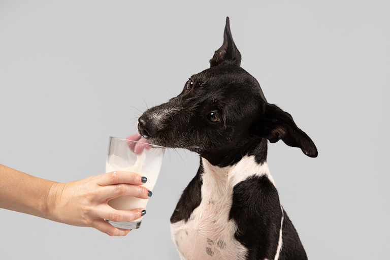Czy pies może pić mleko? SPRAWDŹ ZANIM PODASZ | Zoonews.pl