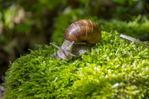 Hodowla ślimaków jadalnych – jak zacząć zarabiać na ślimakach