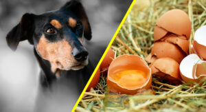 Jajko dla psa? Czy pies może jeść jajko surowe i gotowane?