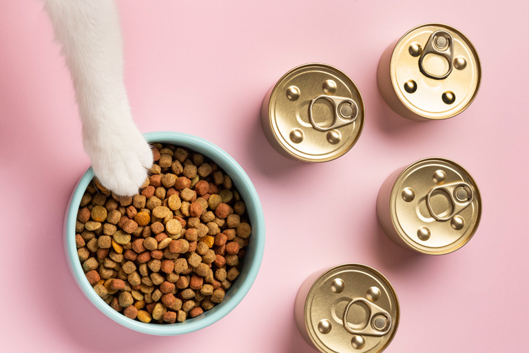 Karmienie kociąt – jak karmić małego kota?