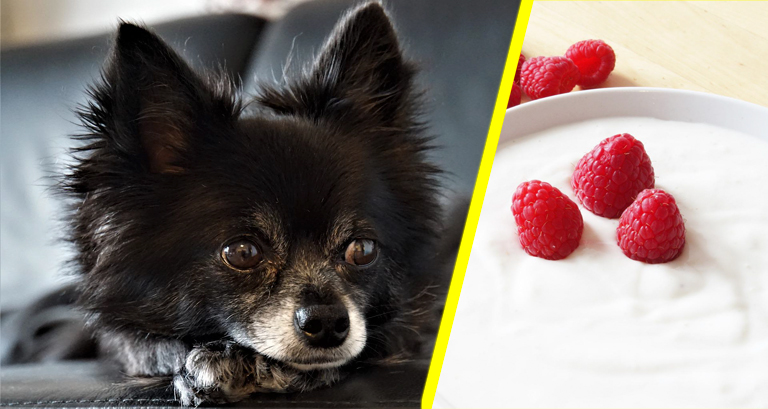 Jogurt naturalny dla psa. Czy pies może jeść jogurt?