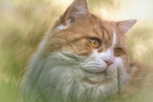 Kot brytyjski długowłosy – cena, zdrowie, hodowla
