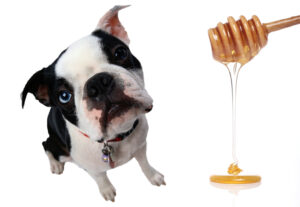 Czy pies może jeść miód? Sprawdzamy miód dla psa