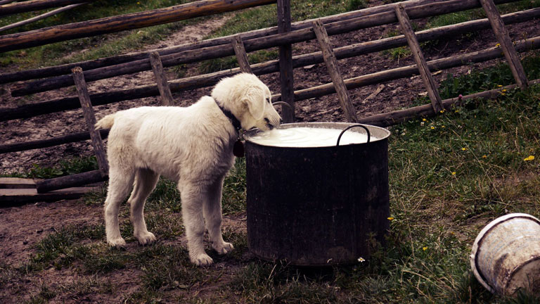 Czy pies może pić mleko bez laktozy