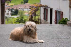 Owczarek kataloński – cena, hodowla, opis rasy