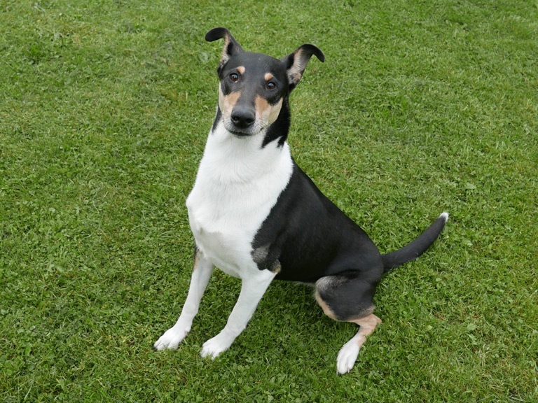 Owczarek szkocki smooth collie to pies bardzo wesoły, lubiący zabawy z zacięciem do uprawiania psich sportów