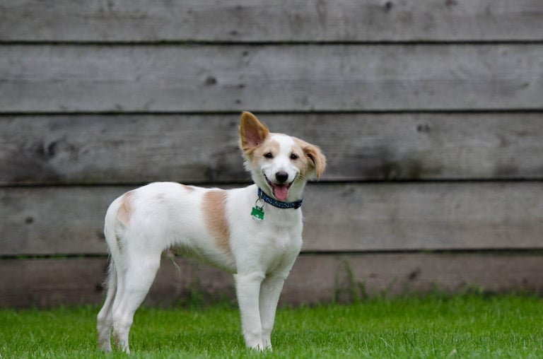 Pies ze schroniska – to musisz wiedzieć o adopcji psa