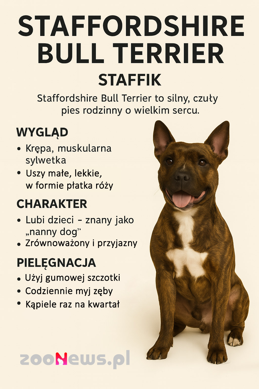 Staffordshire bull terrier infografika