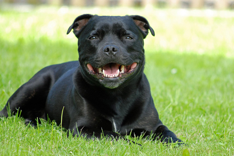 Staffordshire Bull Terrier Wygl d Charakter Opis Rasy Staffordshire Bull Terrier Wygl d Charakter Opis Rasy