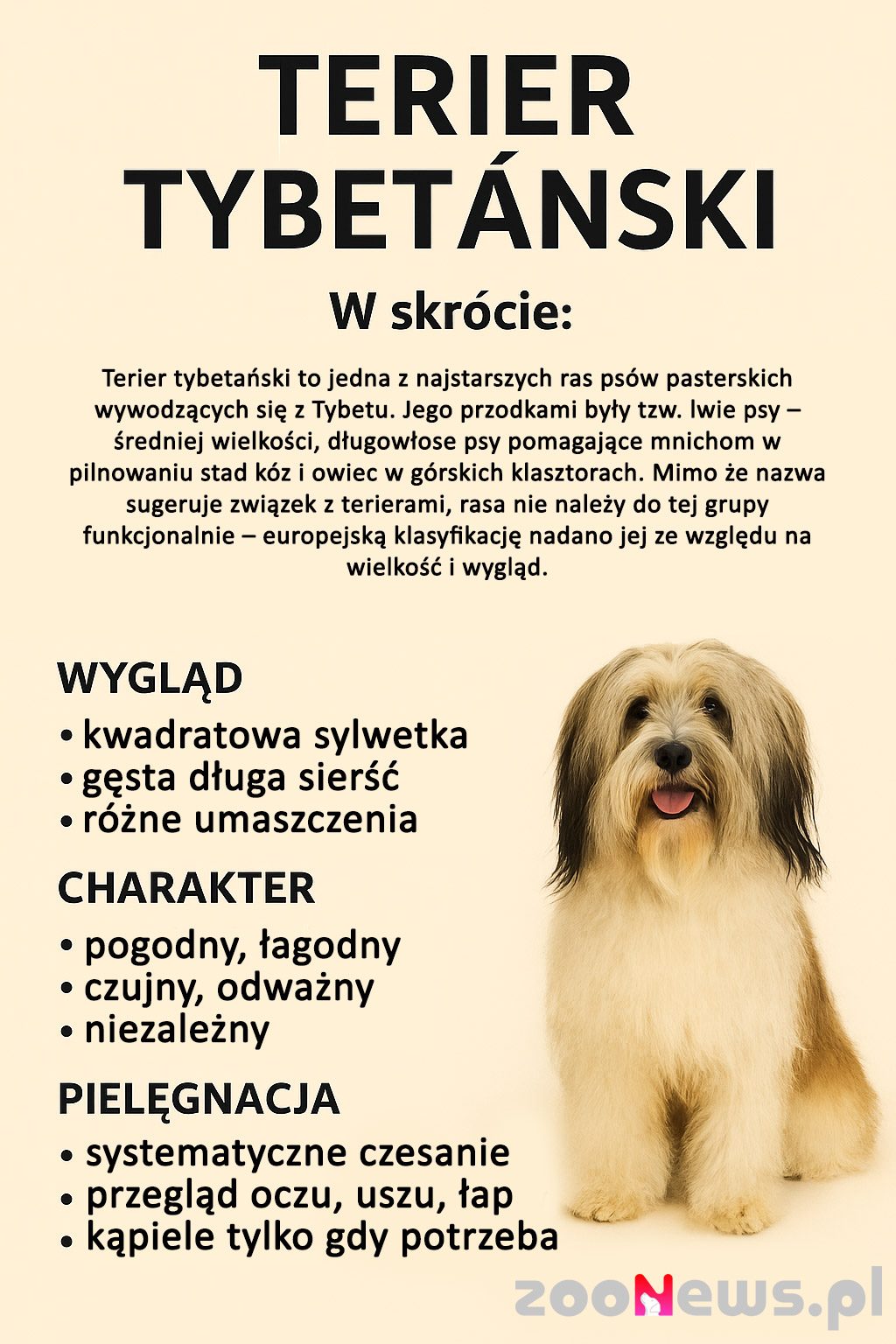 Infografika teriera tybetańskiego