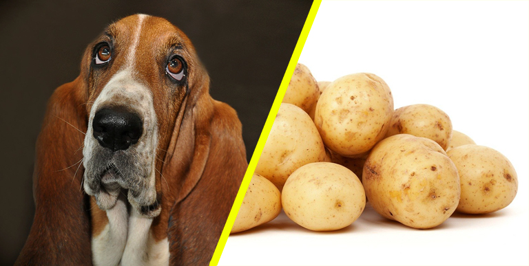 Ziemniaki dla psa. Czy pies może jeść ziemniaki? | Zoonews.pl