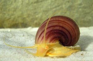 Ampularia z rodzaju Pomacea – tego ślimaka nie kupuj