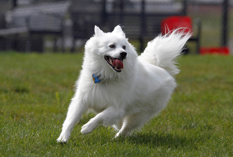 American eskimo dog – amerykański pies eskimoski – opis rasy