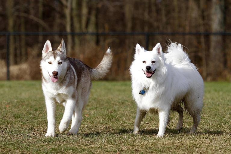 Amerykańskie psy eskimoskie uwielbiają zabawy i aktywności na świeżym powietrzu