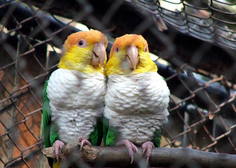 Barwinki papugi – czym się charakteryzują?