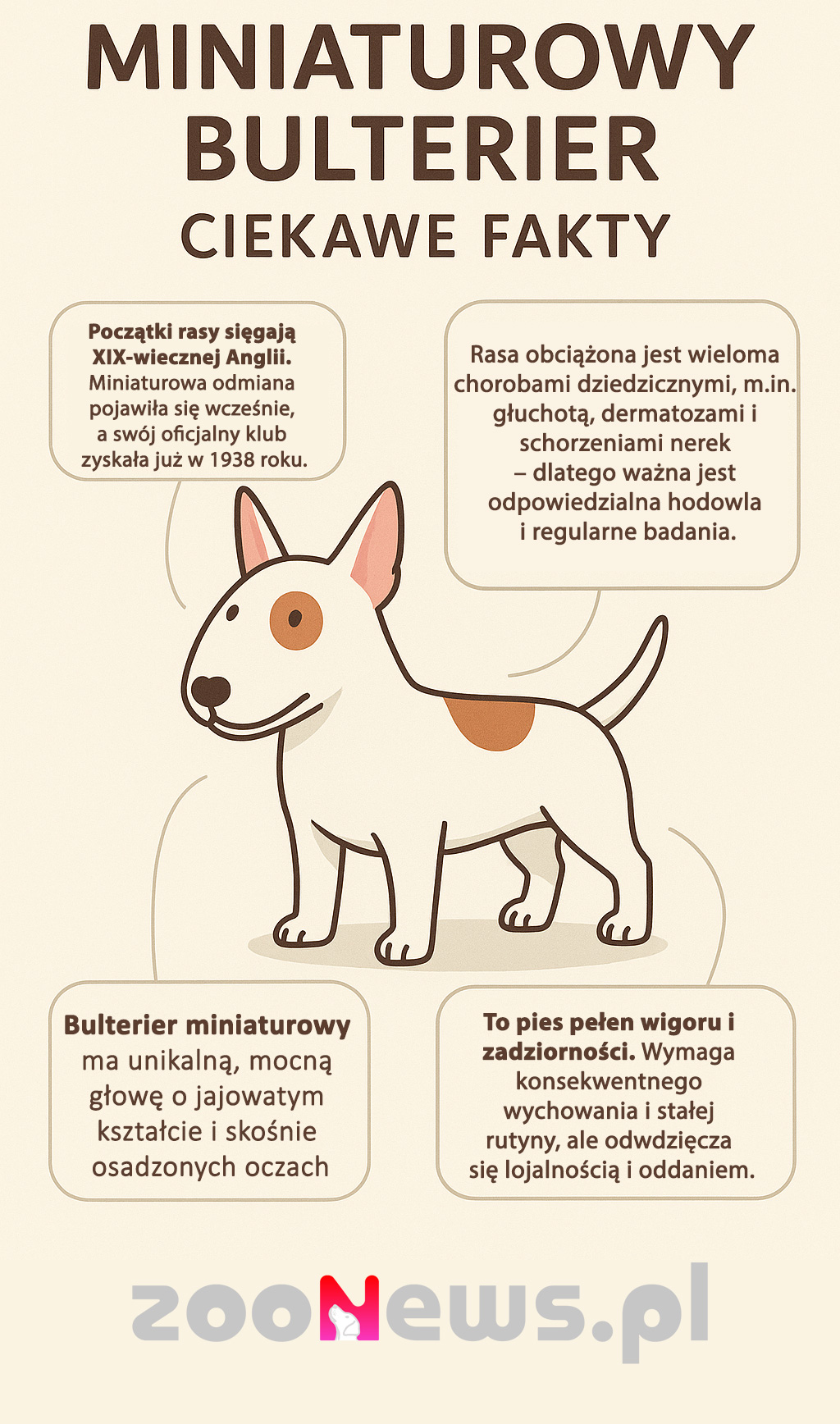 Bulterier miniaturowy infografika