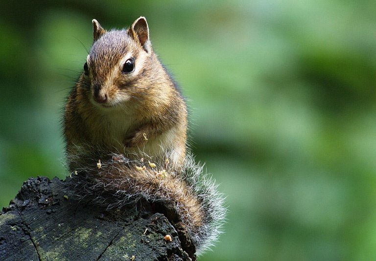 Burunduk – wiewiórka syberyjska – opis gatunku | Zoonews.pl