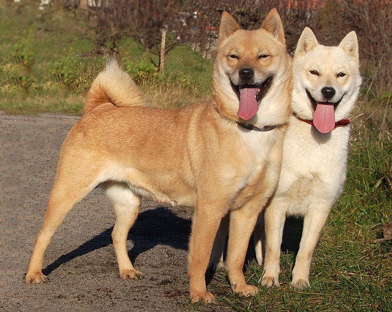 Hokkaido – pies z Japonii, cena, hodowla, opis rasy