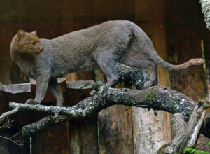 taart Teken een foto Pest Jaguarundi amerykański – puma yagouaroundi – opis gatunku | Zoonews.pl