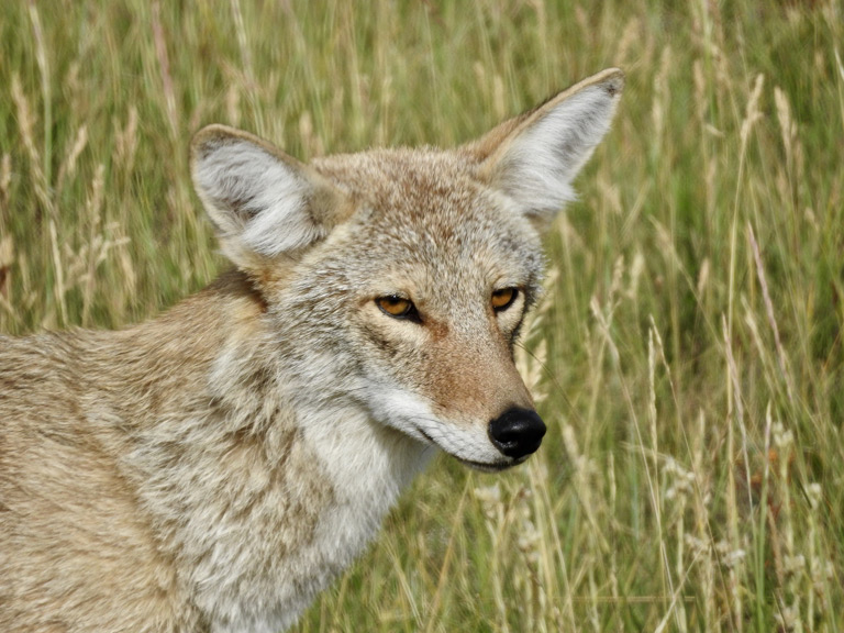 Samce kojota są nieco cięższe i mają dłuższe ogony od samic.