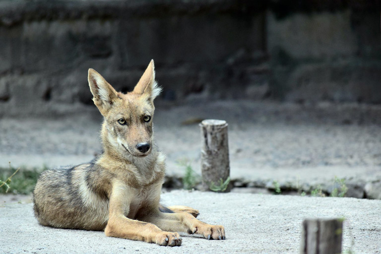 Kojot – występowanie, wygląd, opis gatunku | Zoonews.pl