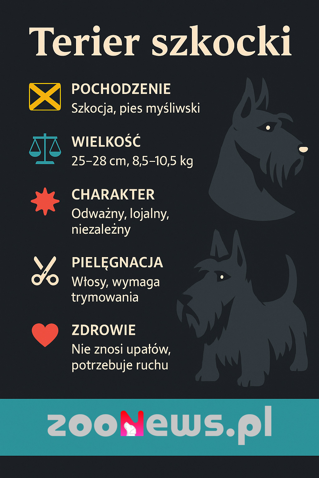 Terier szkocki infografika