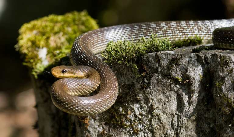 Wąż eskulapa – jak wygląda największy wąż żyjący w Polsce?