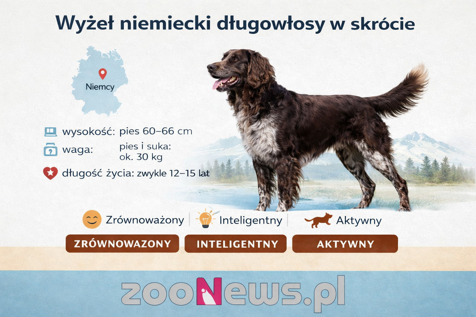 Wyżeł niemiecki długowłosy infografika