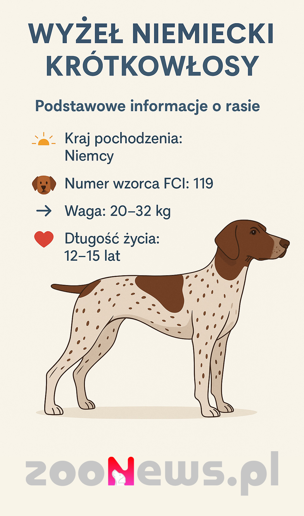 Wyżeł niemiecki krótkowłosy infografika