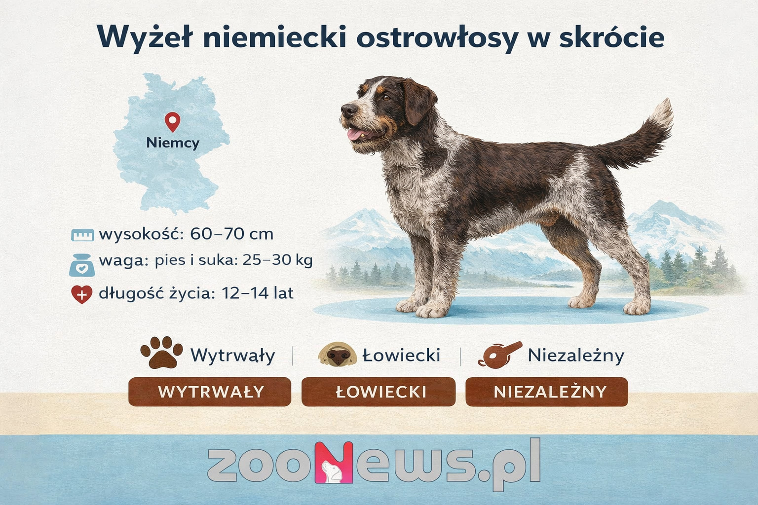 Wyżeł niemiecki ostrowłosy infografika