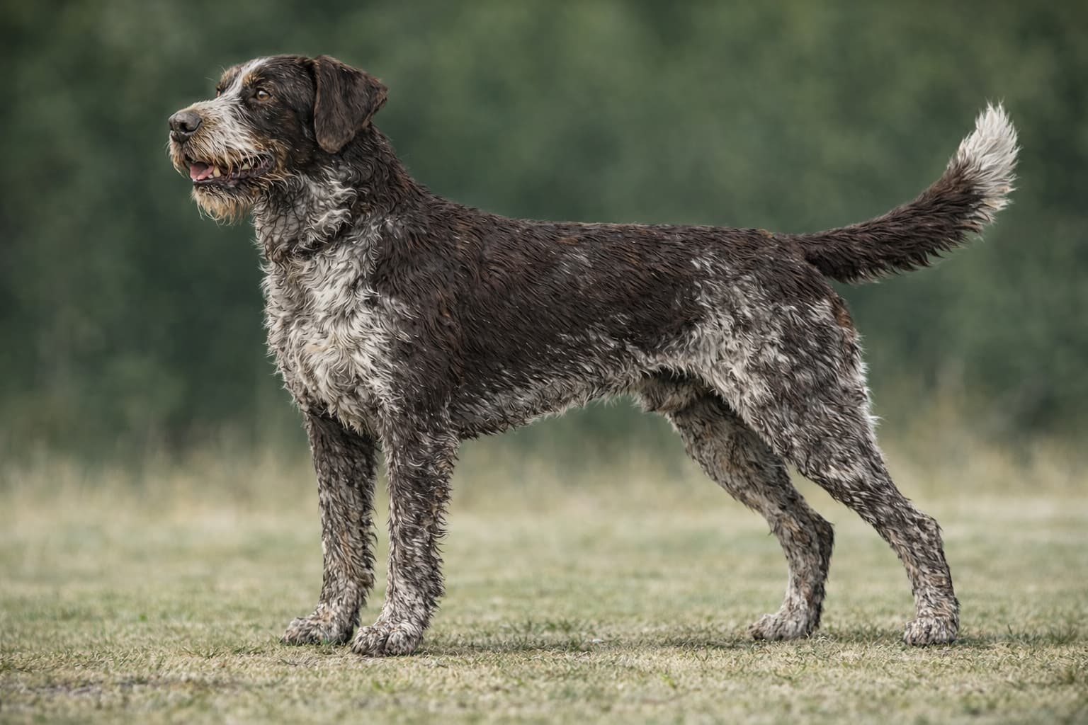 Wyżeł niemiecki szorstkowłosy – wygląd, charakter, opis rasy