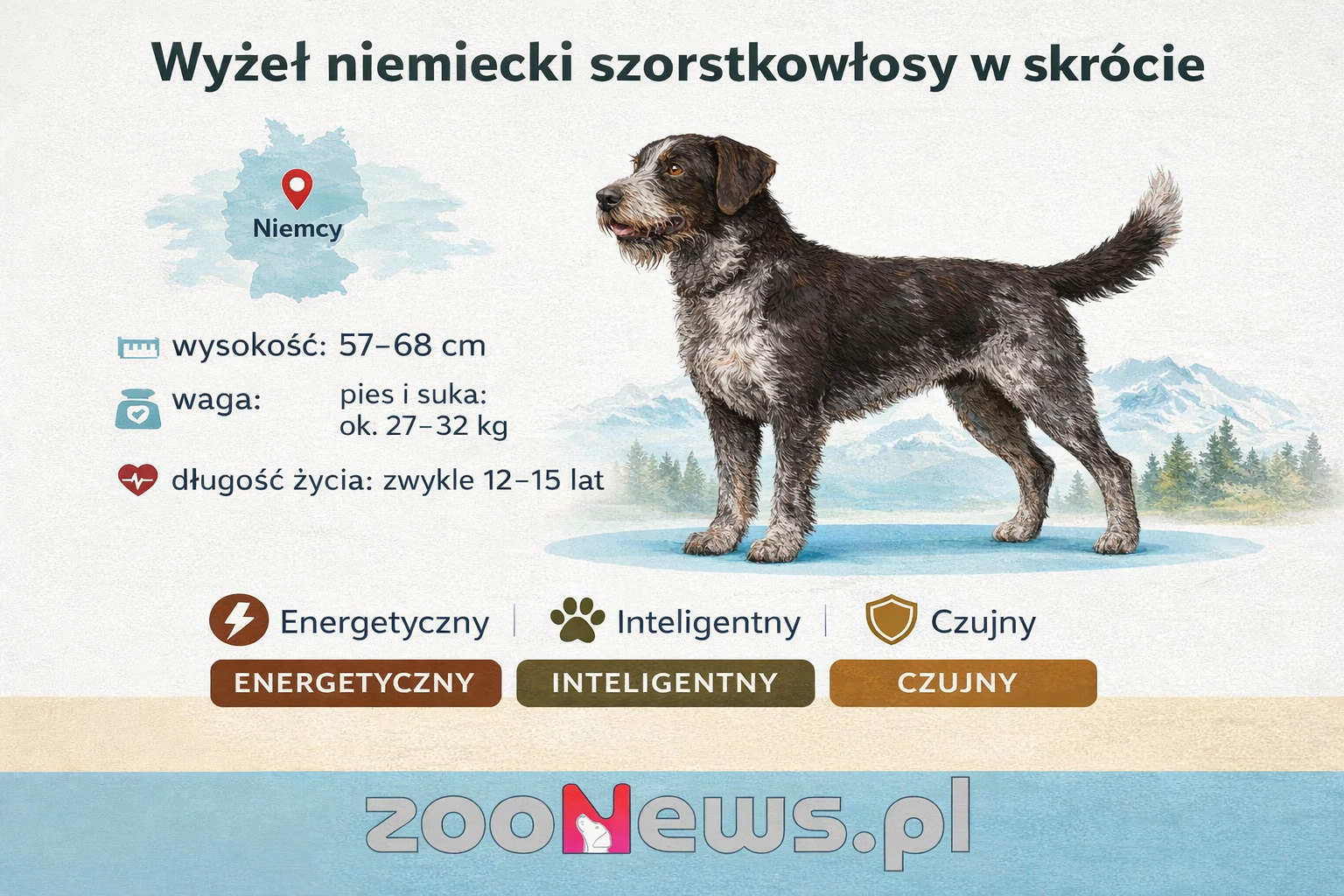 Wyżeł niemiecki szorstkowłosy szorstkowłosy