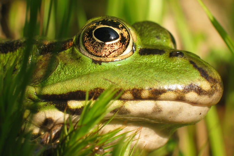 Żaba wodna – rozmnażanie, tryb życia, opis gatunku