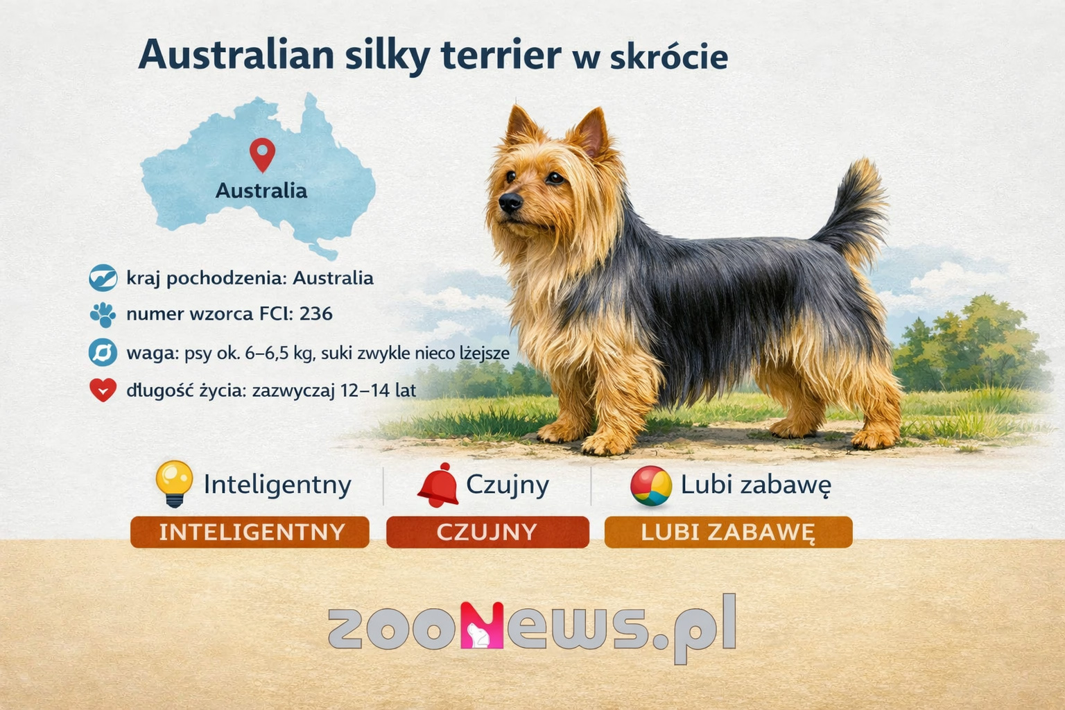Australian silky terrier infografika