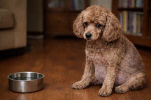 Choroba Cushinga u psa