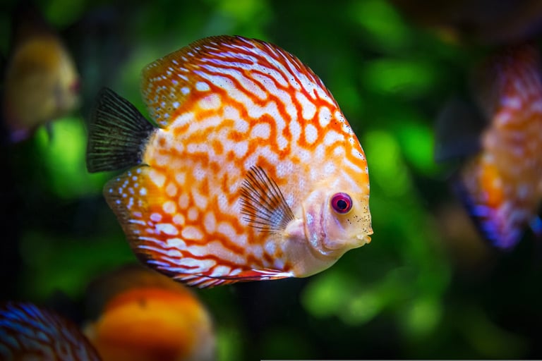 Co jedzą ryby akwariowe i jak je karmić?